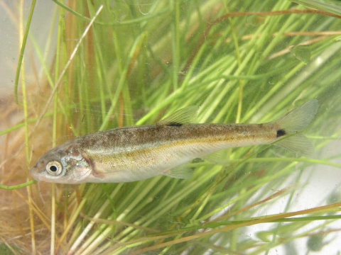 profile view of a moapa dace (fish)