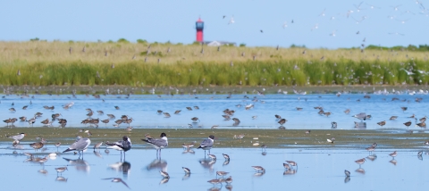 a large number of shorebirds together in shallow water on a beach. Wetlands and a lighthouse are seen in the distance