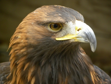Golden eagle head