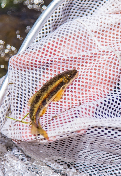 A small, yellow and brown fish in a net