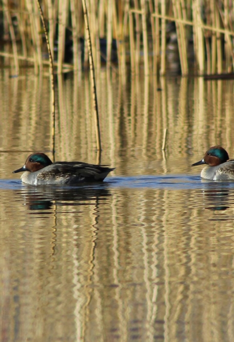 Four ducks in a row swim on flat water