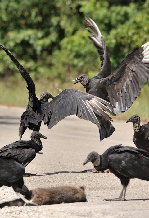 Black vultures squabbling over a dead raccoon