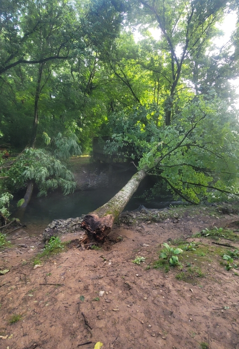 Dale Hollow tree fallen onto the creek fishing pier