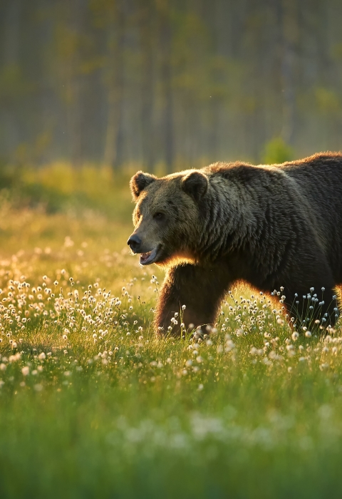 Grizzly bear walking through a field