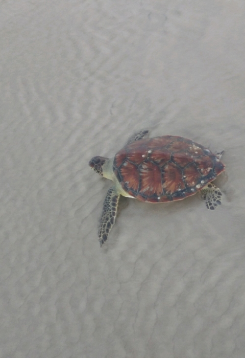 Green Sea Turtle on Beach