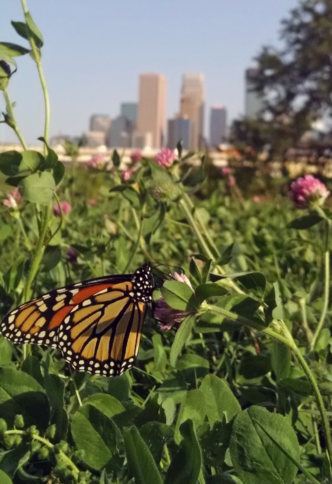 Monarch butterfly with black orange stripes with white dots on a purple flower, far in the distance are a group of high-rise buildings
