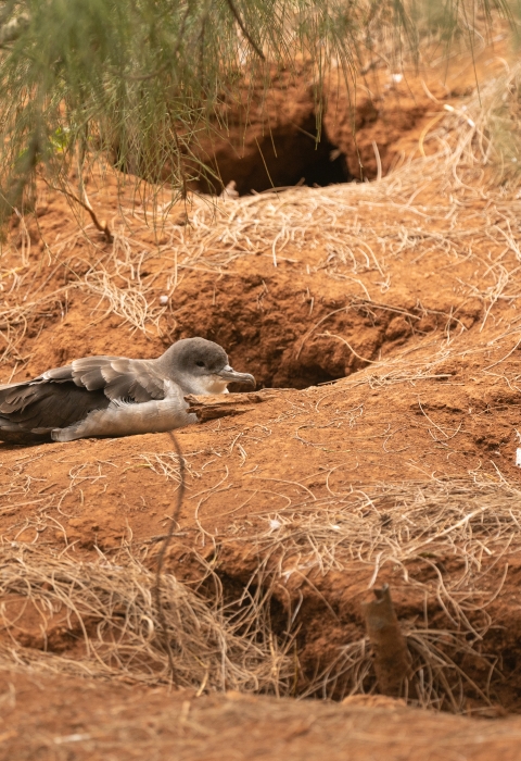 Gray bird sits on reddish soil with burrow holes nearby