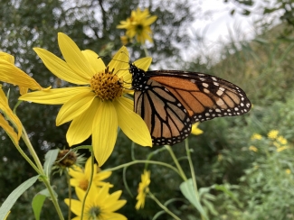 A monarch butterfly resting on a flower