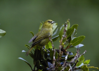 ʻAkekeʻe sits on a branch. It has greenish-yellow feathers with black tipped wings.