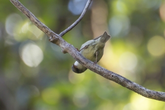 ʻAkikiki stands on a branch, bent over. It has pale greenish feathers.