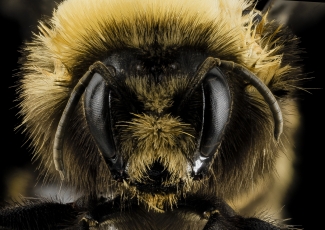 western bumblebee face