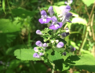 a green plant with purple flowers