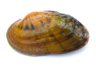 the shell of a freshwater mussel