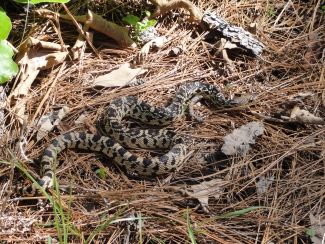 a snake on the forest floor