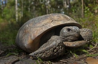 a large tortoise walking in the forest