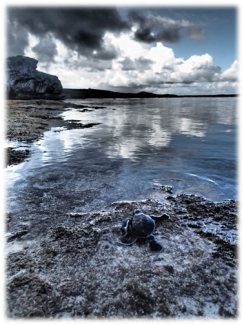 A baby green sea turtle along the waters edge on rocks