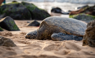 A green sea turtle bask on a beach