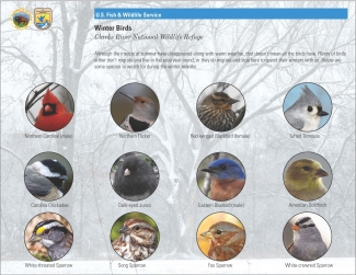 Image of a winter bird educational reference sheet.