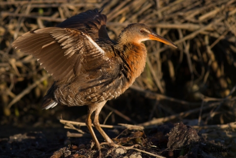 Light-footed Ridgway's rail extends its wings.