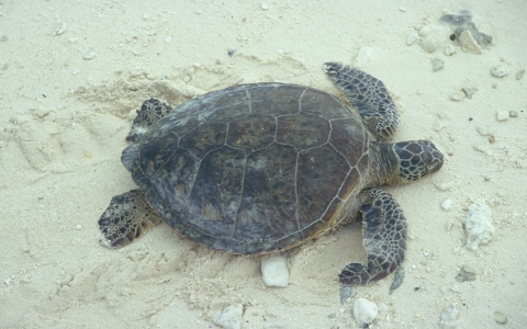 Green sea turtle laying on the beach.