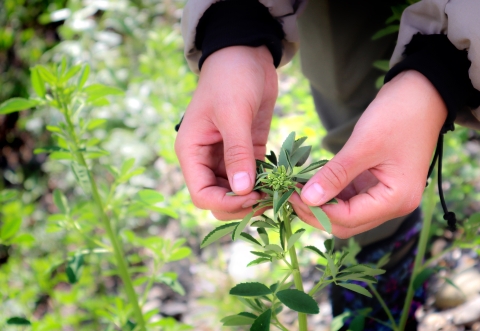 Two hands holding the top of a healthy white sweetclover plant before it has flowered.