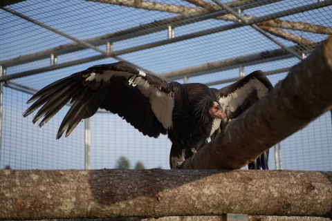 Condor 746 stretches out his wings in the flight pen
