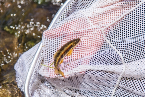 A small, yellow and brown fish in a net