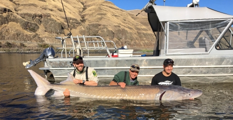 3 men holding a big fish in the water by a boat