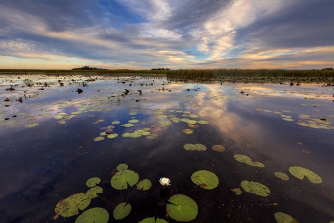 Scene of water lilies floating on still wetland under cloud covered sky.