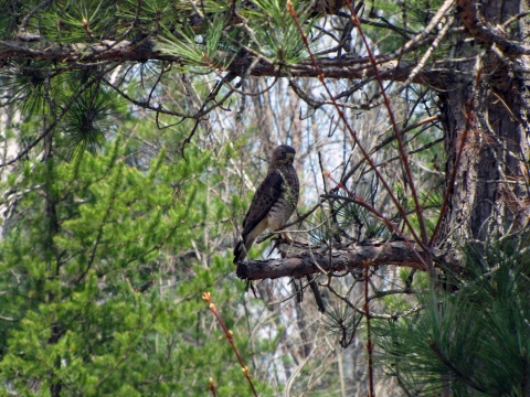 A large hawk perched on a dead branch in a tree