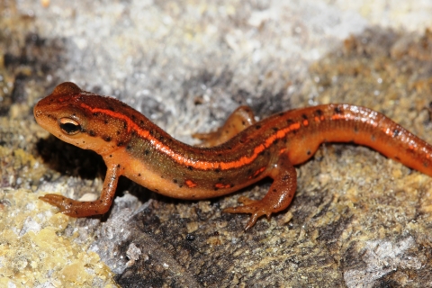 An orange newt with a bright orange/red stripe and black spots standing on a rock