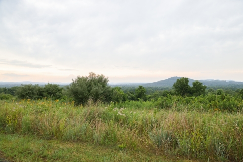 A view over an overgrown meadow shows a small mountain in the distance. 
