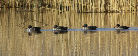 Four ducks in a row swim on flat water