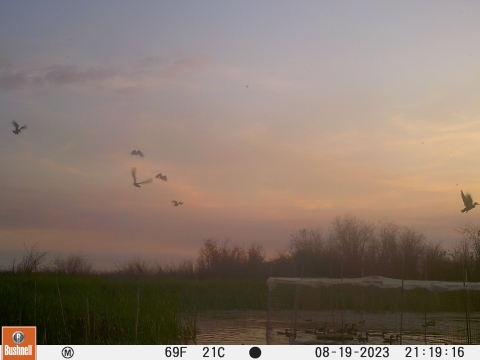 trail cam picture of ducks flying around and inside a swim-in trap
