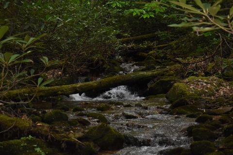 A photo of a small mountain creek. Rhododendrons are growing beside the creek, the water is cascading down the rocks, and there is a fallen log in front of the creek. 