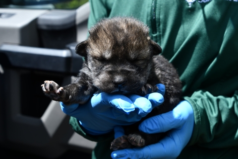 A gloved hand holds a newborn wolf pup