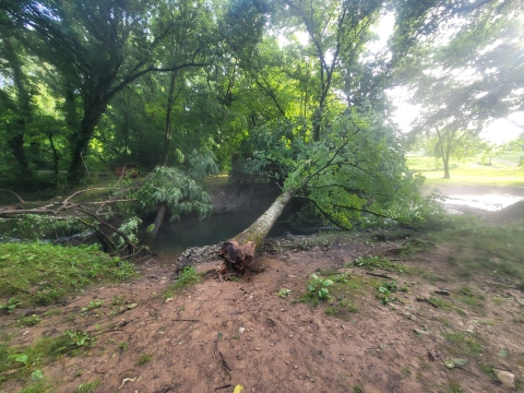 Dale Hollow tree fallen onto the creek fishing pier