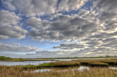 Coastal marsh with grass and marsh grasses