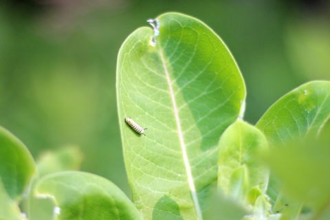 Monarch caterpillar traveling down a wide bright green leaf with greenery in the background