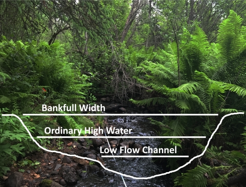A close up of a small stream showing water in the low flow channel, gravel substrate, and green vegetation on the banks. The photo is overlayed with a sketch of the channel cross section with the low flow channel at the bottom, the ordinary high water mark part way up, and the bankfull mark at the top of the channel where the vegetation is growing.