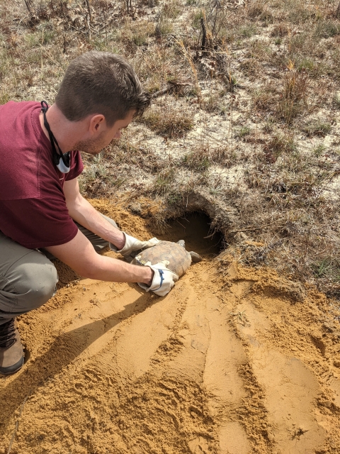 A gopher tortoise is released into a burrow at Eglin Air Force Base.