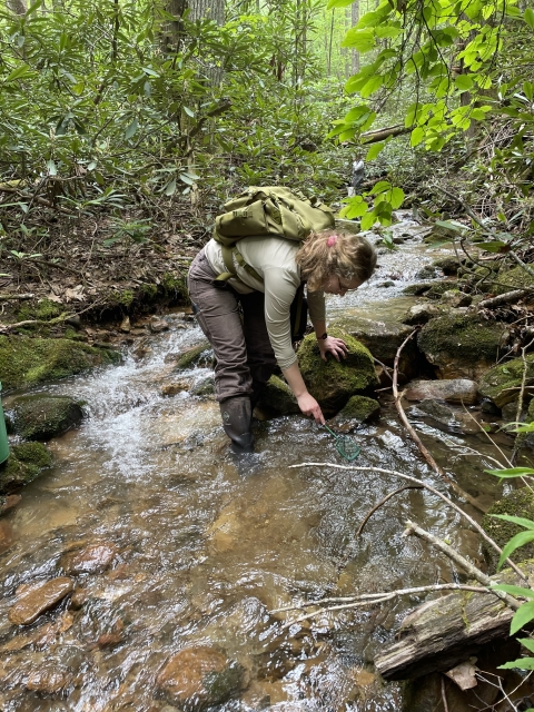 A woman in bent over in a creek, placing a net in the water.