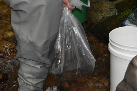 Brook trout fingerlings in a plastic bag sitting in a creek