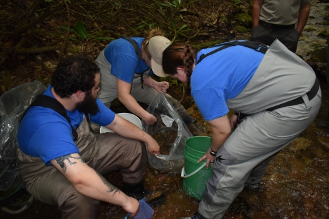 Three staff members from the Tennessee Aquarium distribute brook trout from a plastic bag to 5 gallon buckets.