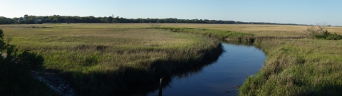 A salt marsh.