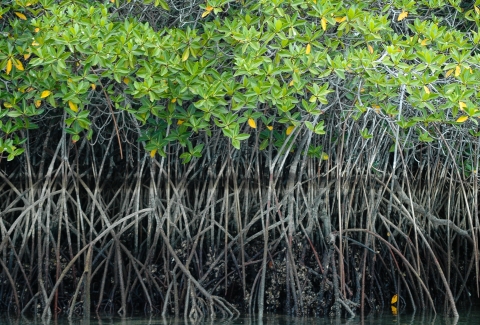 Mangroves reflected in water. 