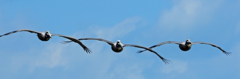 Three pelicans in flight.