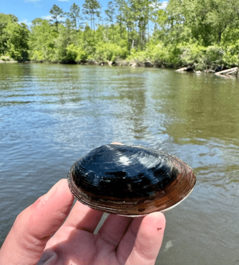 Freshwater mussel