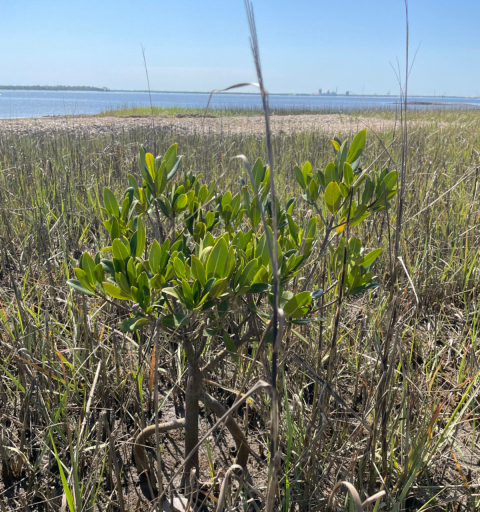 A small mangrove tree grows alone on the Georgia coast.