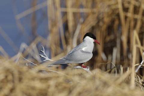 Bird with gray body with some white and a black and white head with a red-orange beak resting on a dry twig among dry light brown grasses.
